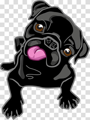 Pug transparent background PNG cliparts free download.