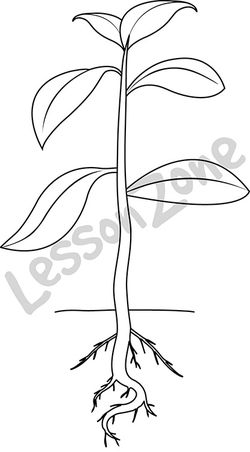 Black roots clipart 20 free Cliparts | Download images on Clipground 2022