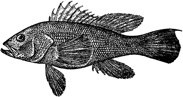 Black Sea Bass.