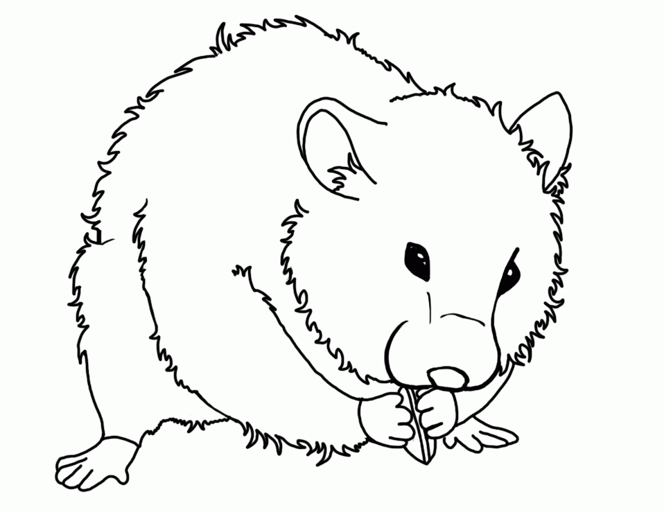 Hamster clipart colour, Hamster colour Transparent FREE for.