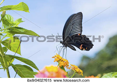 Stock Image of Black Swallowtail butterfly (Papilio polyxenes.