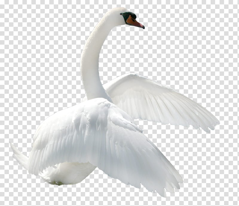 Swan, white swan close.