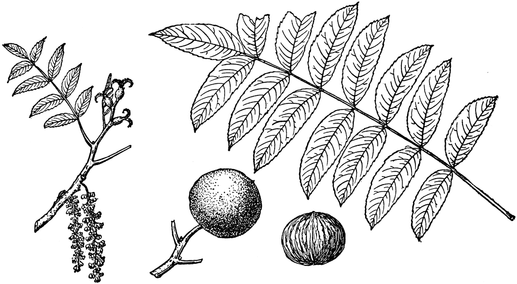 Black walnuts clipart 20 free Cliparts | Download images on Clipground 2022