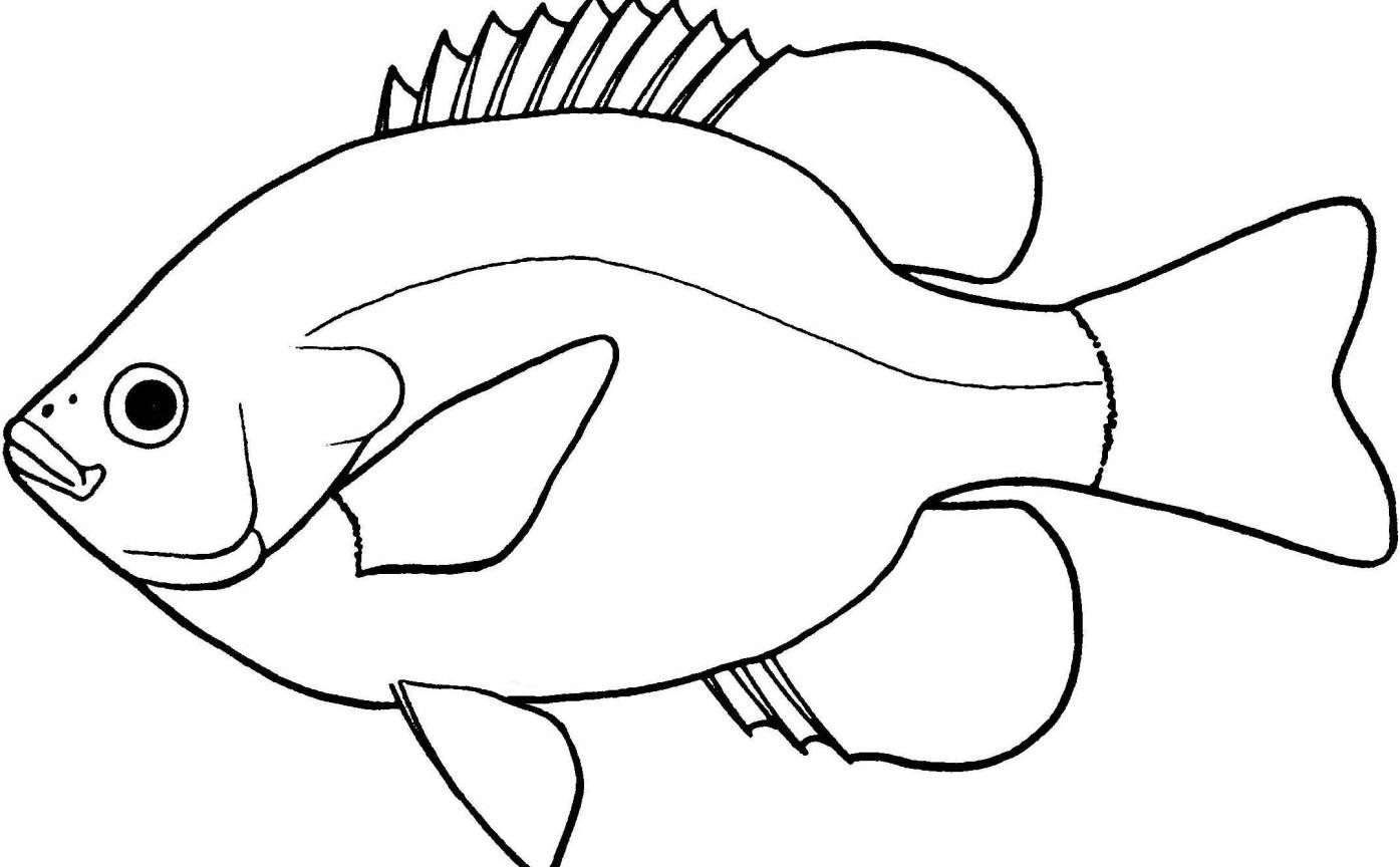 Fish Clipart Outline Autosparesuk Within Clipart Black And White.