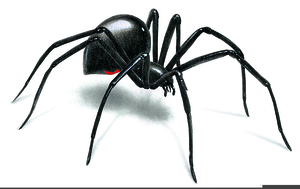 Black Widow Spider Clipart.
