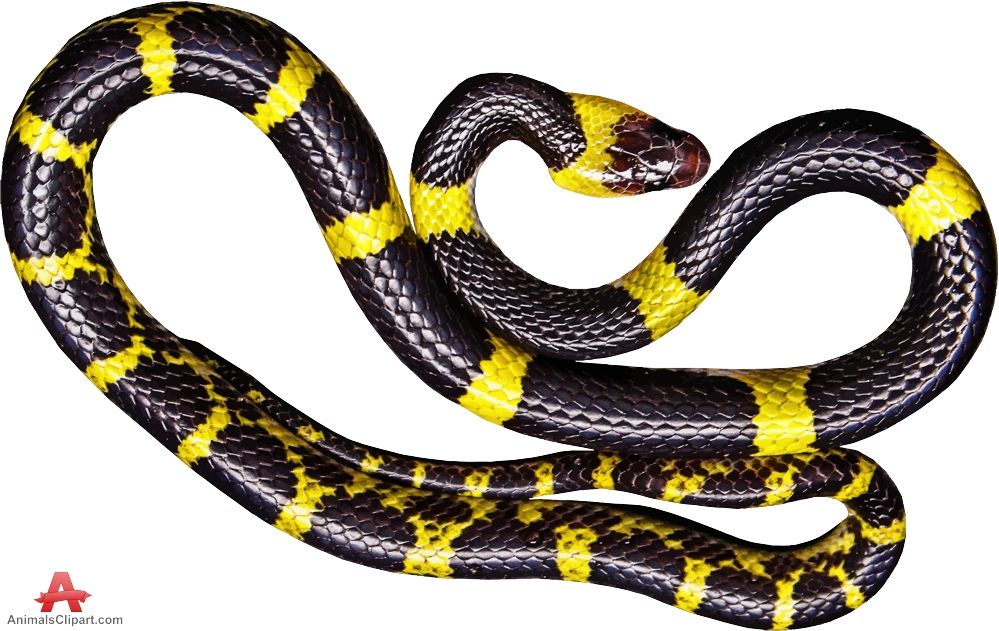 yellow snake with black stripes