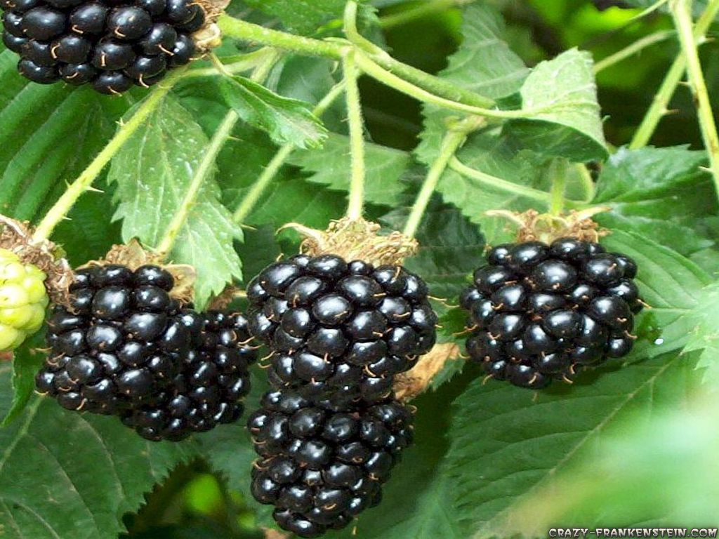 Blackberry bush clipart 20 free Cliparts | Download images on Clipground 20191024 x 768