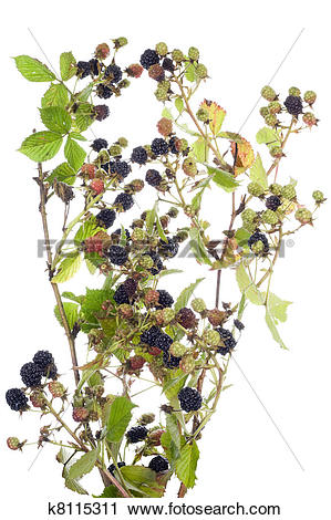 Stock Photography of blackberry bush isolated k8115311.