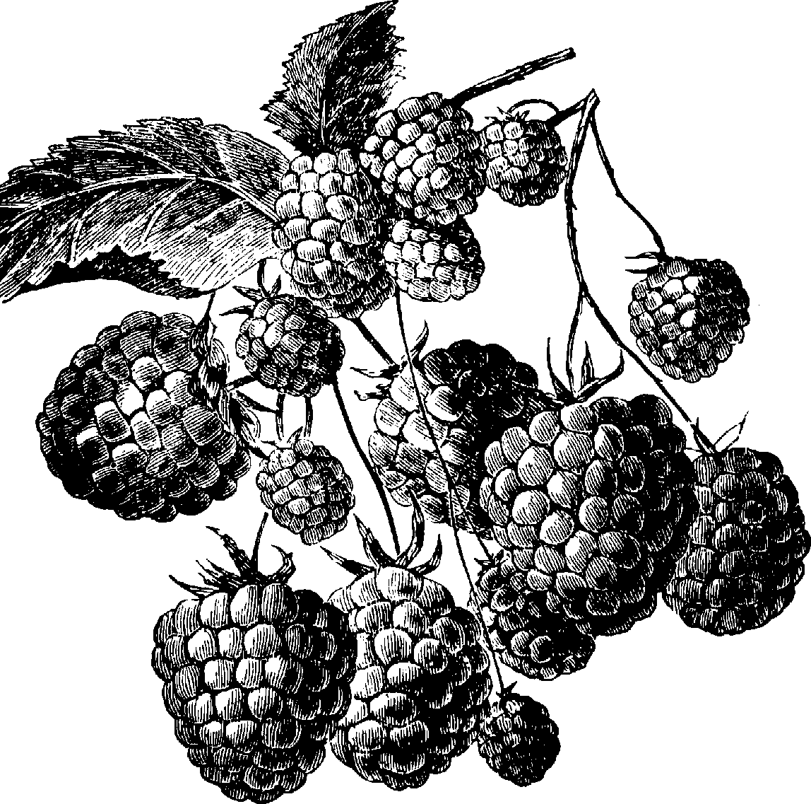 blackberry clipart black and white 20 free Cliparts | Download images