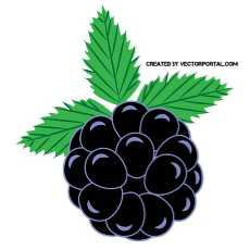 blackberry plant vector free vectors.