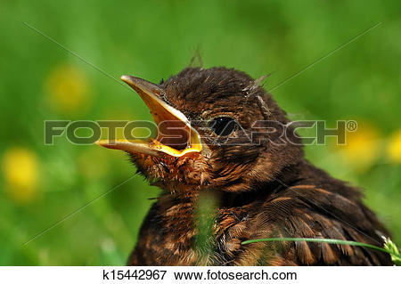 Picture of Close up of young Common Blackbird. k15442967.