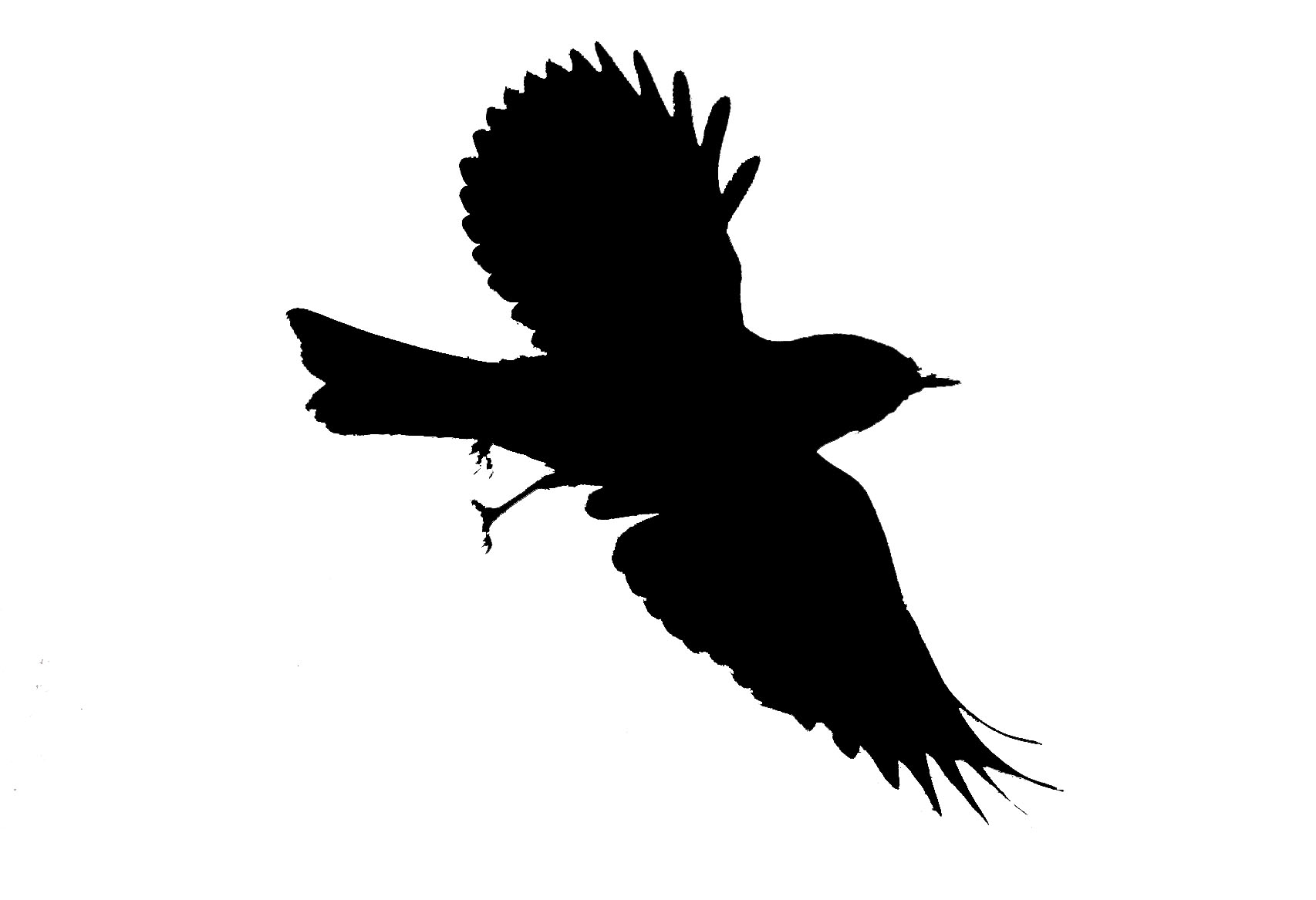 birds flying clipart outline 20 free Cliparts | Download images on