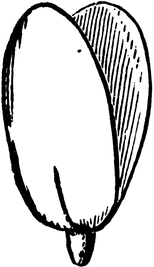 Seed Clipart.