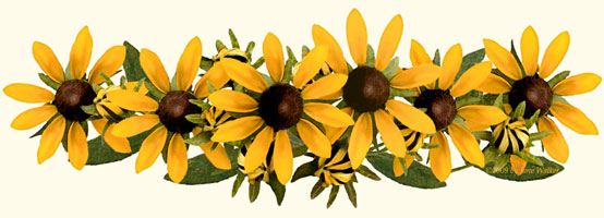 Gallery For > Fields of Black Eyed Susan Clipart.