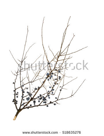 Sloe Stock Photos, Royalty.