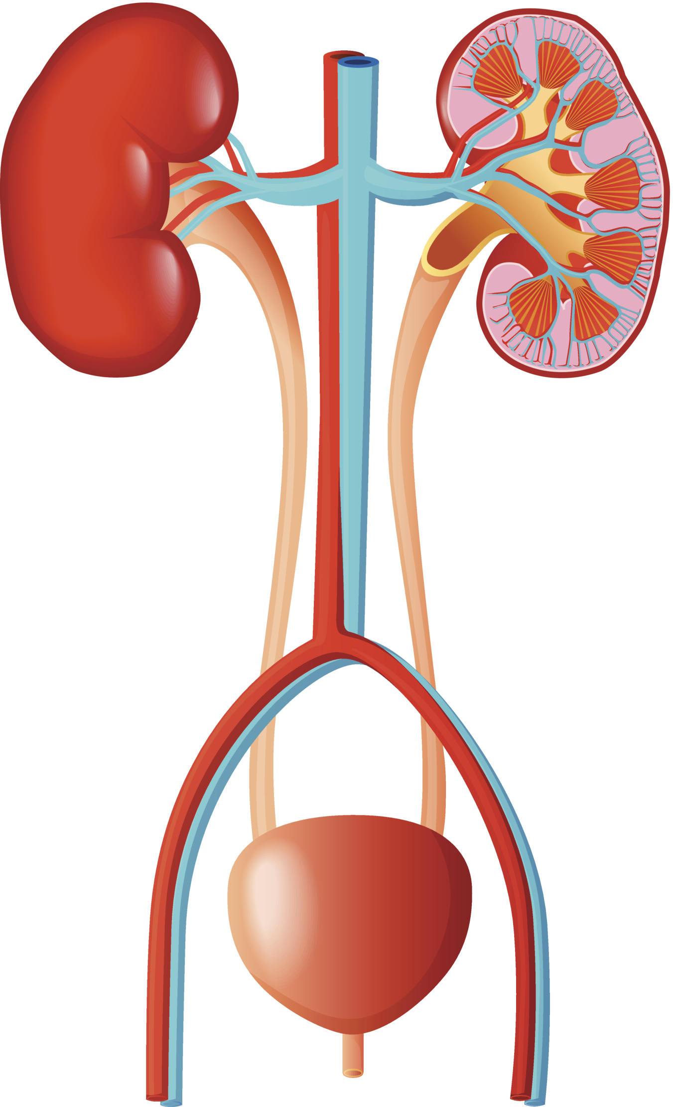 Free Bladder Cancer Cliparts, Download Free Clip Art, Free Clip Art.