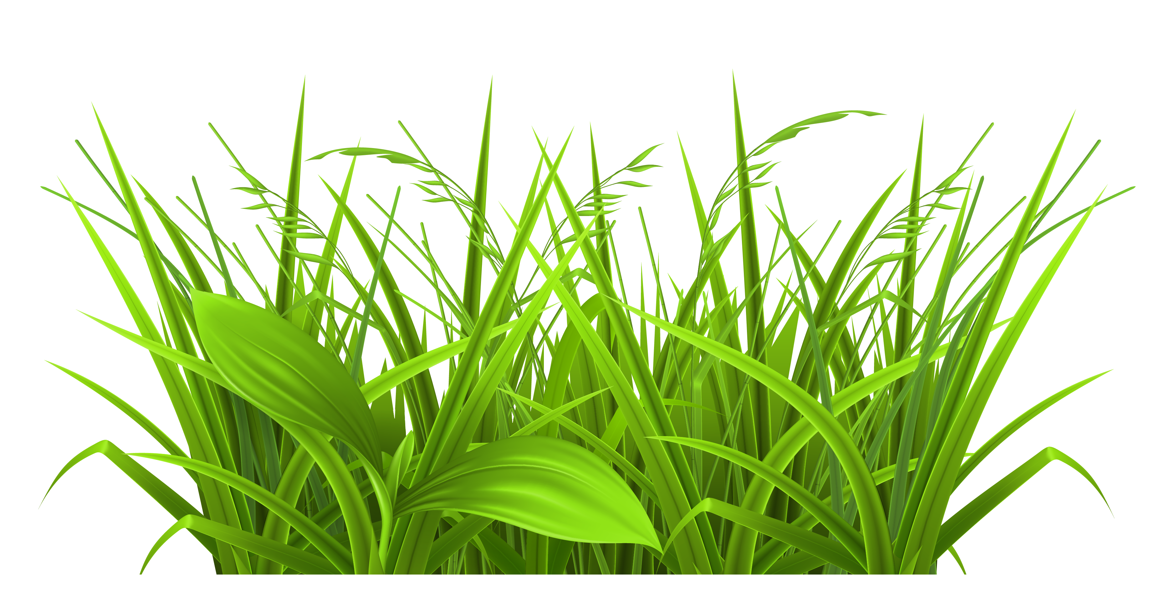 Blade Of Grass Clipart.