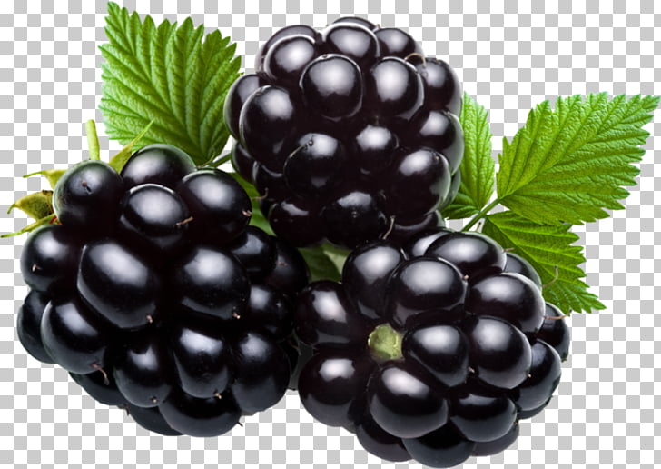 Blackberry Fruit , blackberry PNG clipart.