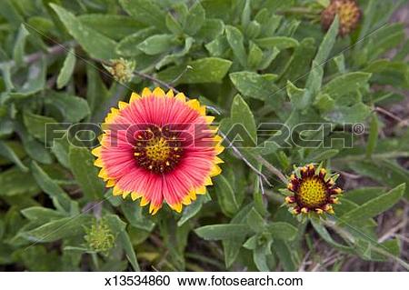 Stock Photography of Gaillardia Grandiflora, more commonly known.