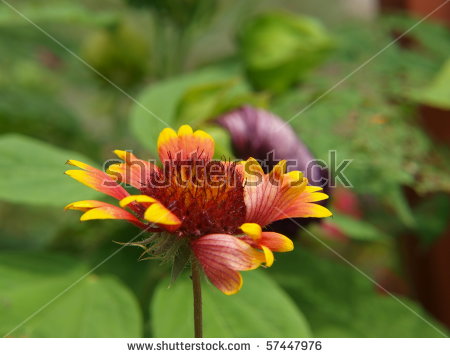 Indian Blanket Flower Stock Photos, Royalty.