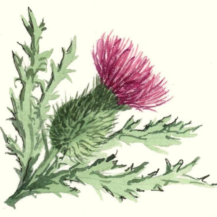 1000+ images about Thistles on Pinterest.