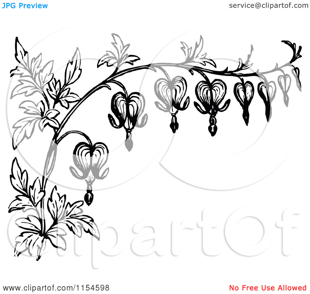 Bleeding heart vine clipart 20 free Cliparts | Download images on