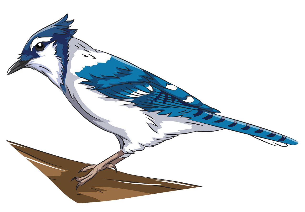 Blue jay clipart. Free download..