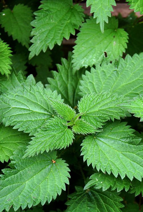 Blind nettle clipart 20 free Cliparts | Download images on Clipground 2023