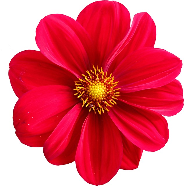 Dahlia Flower Clip Art.