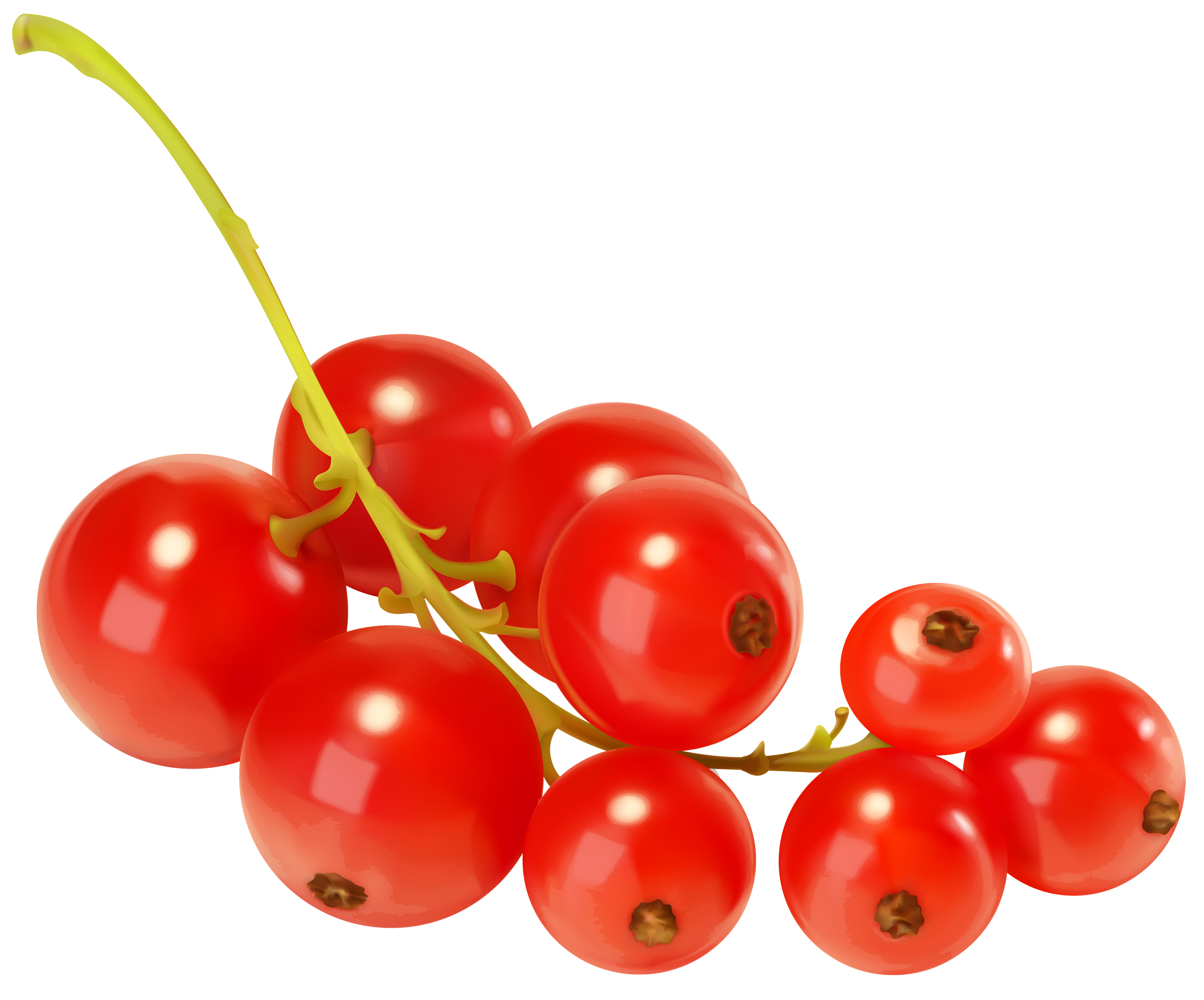 Red Currants PNG Clipart.