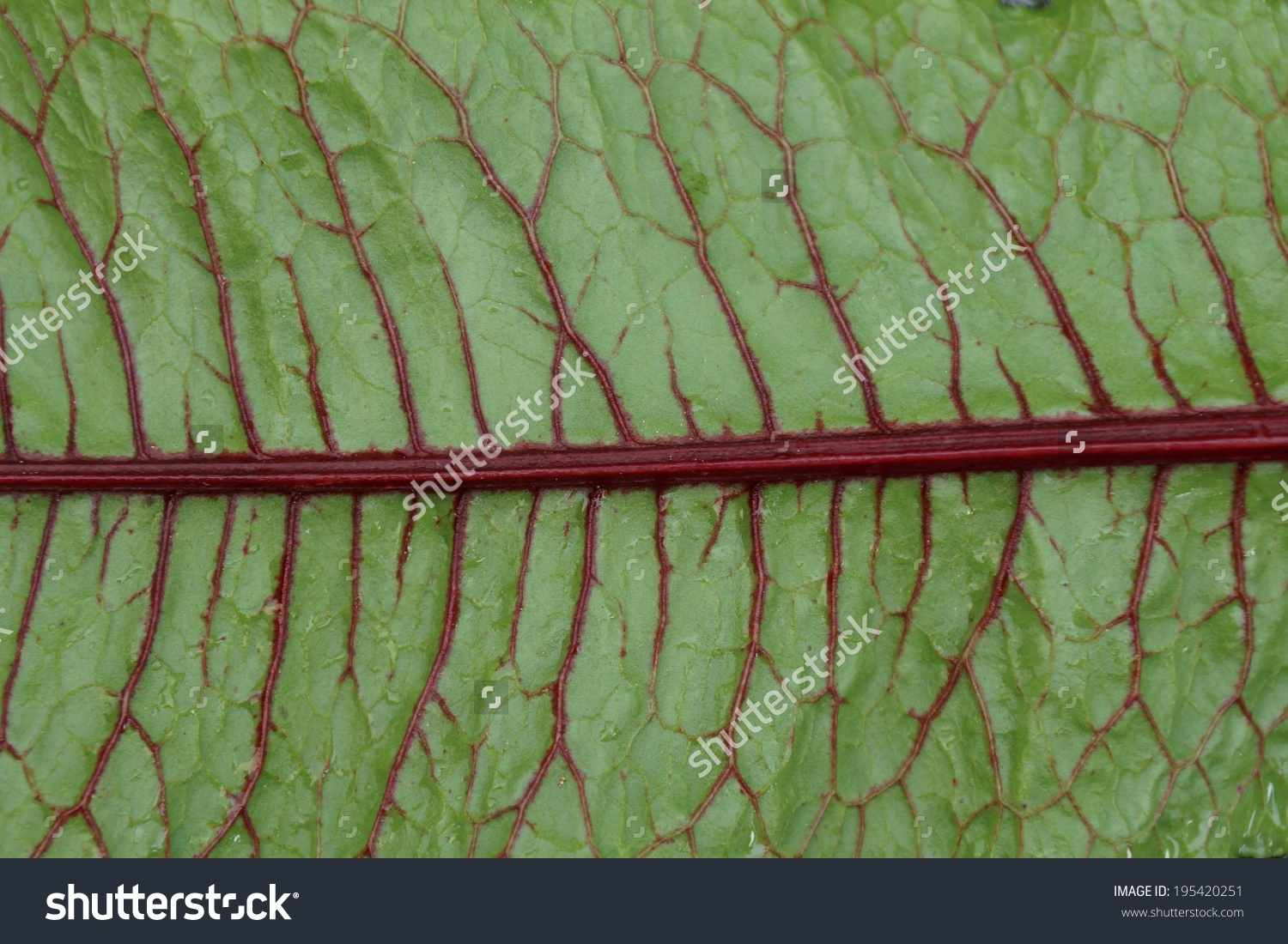 Green Leaves With Dark Red Veins Of The Blood Dock Red Sorrel.