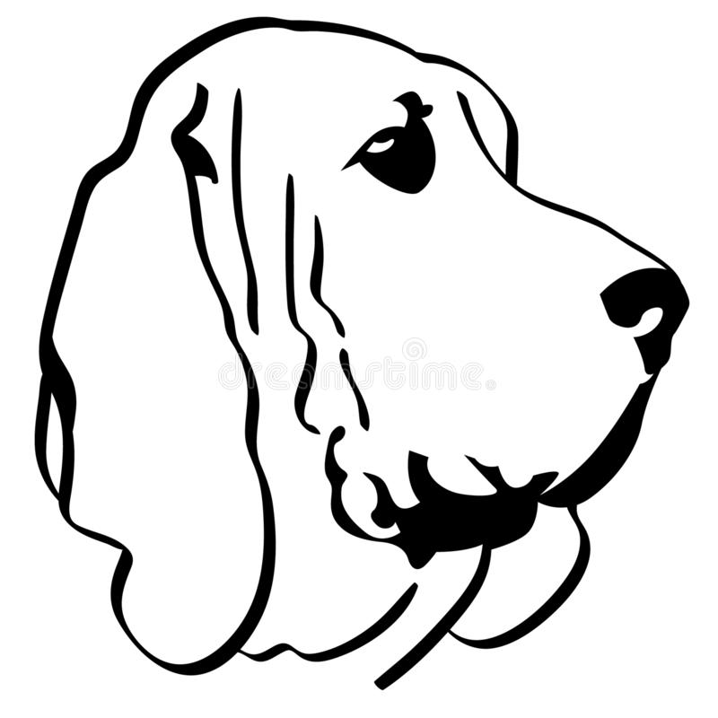 Bloodhound Stock Illustrations.