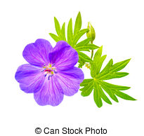 Pictures of Bloody cranesbill flower.