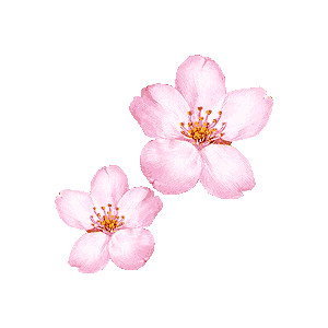 Cherry Blossom Clip Art & Cherry Blossom Clip Art Clip Art Images.
