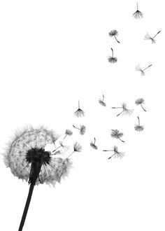 Free Dandelion Cliparts, Download Free Clip Art, Free Clip.