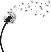 853 Dandelion free clipart.