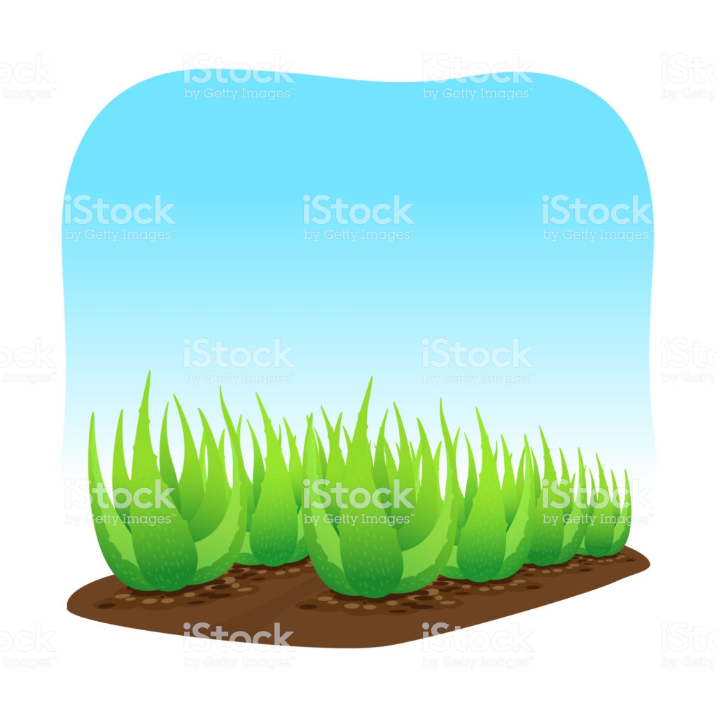 Aloe Vera Plant On Soil Isolated Over Blue Background Clip Art Of.