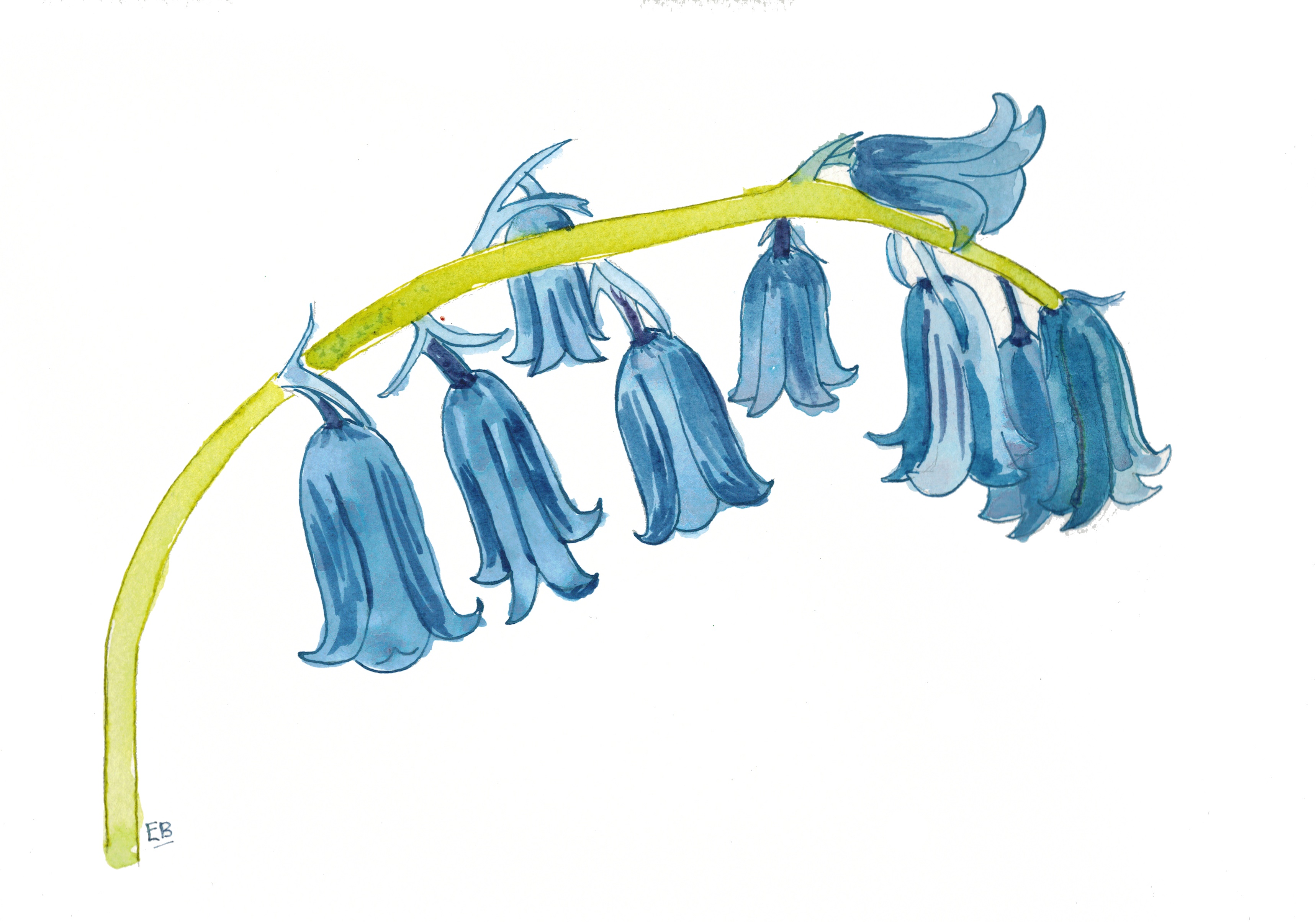 Blue bells clipart 20 free Cliparts Download images on Clipground 2023