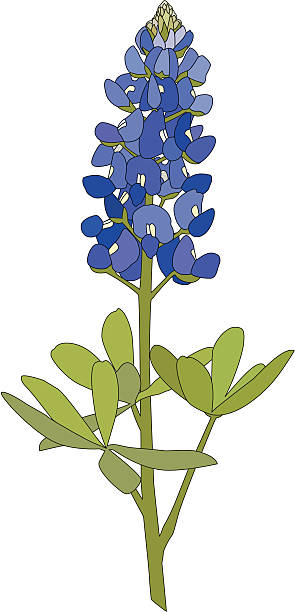 texas bluebonnet clipart 10 free Cliparts | Download images on ...