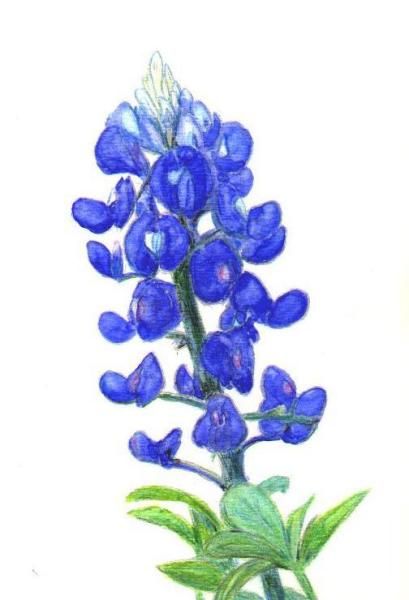 Bluebonnet Clip Art in 2019.