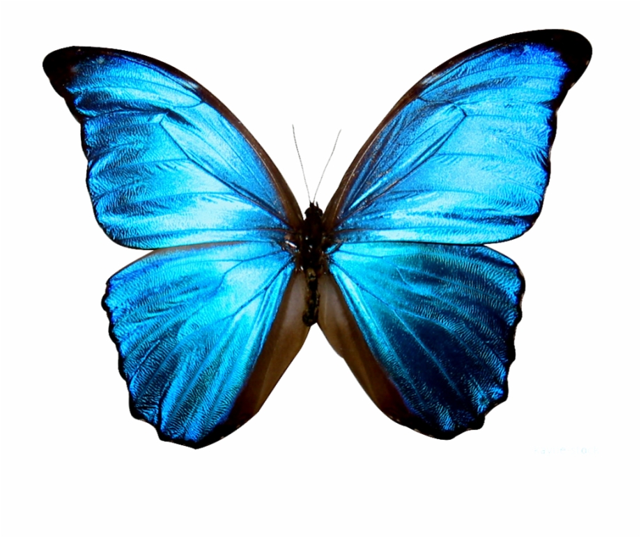 blue butterfly png 20 free Cliparts | Download images on ...