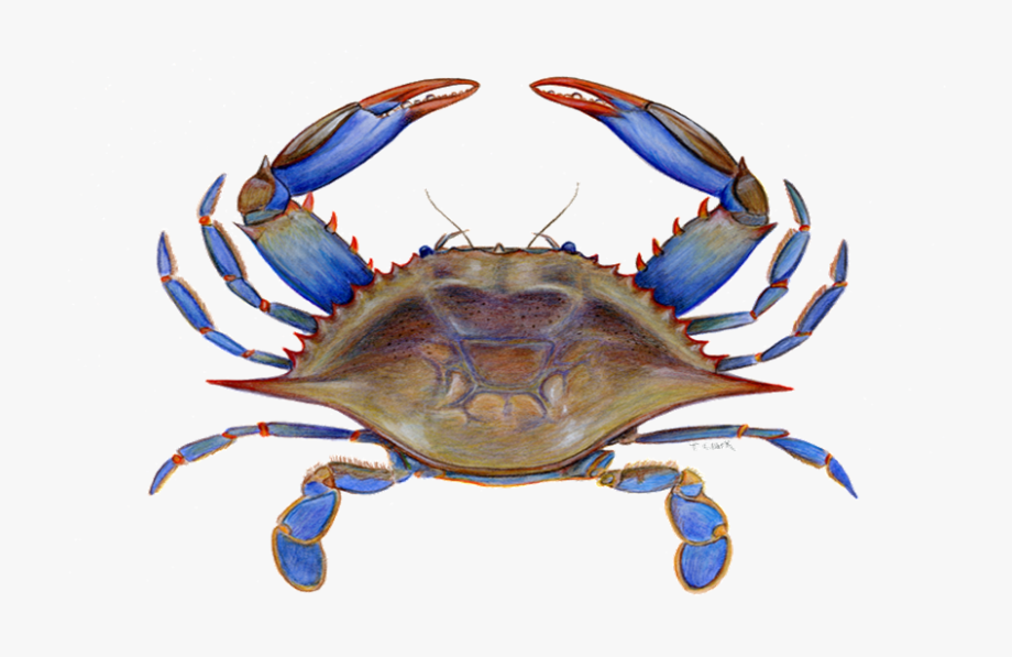 blue crab clip art free 20 free Cliparts | Download images on