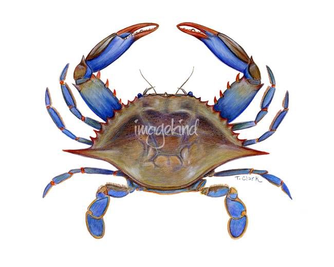 Blue Crab Callinectus sapidus\