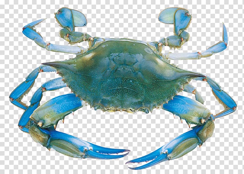 Chesapeake blue crab Decapoda Flower crab Seafood, crab.
