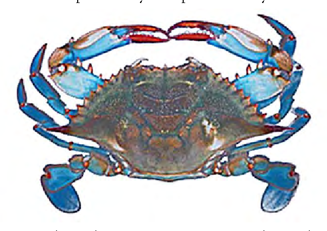 blue crab png 20 free Cliparts | Download images on Clipground 2024