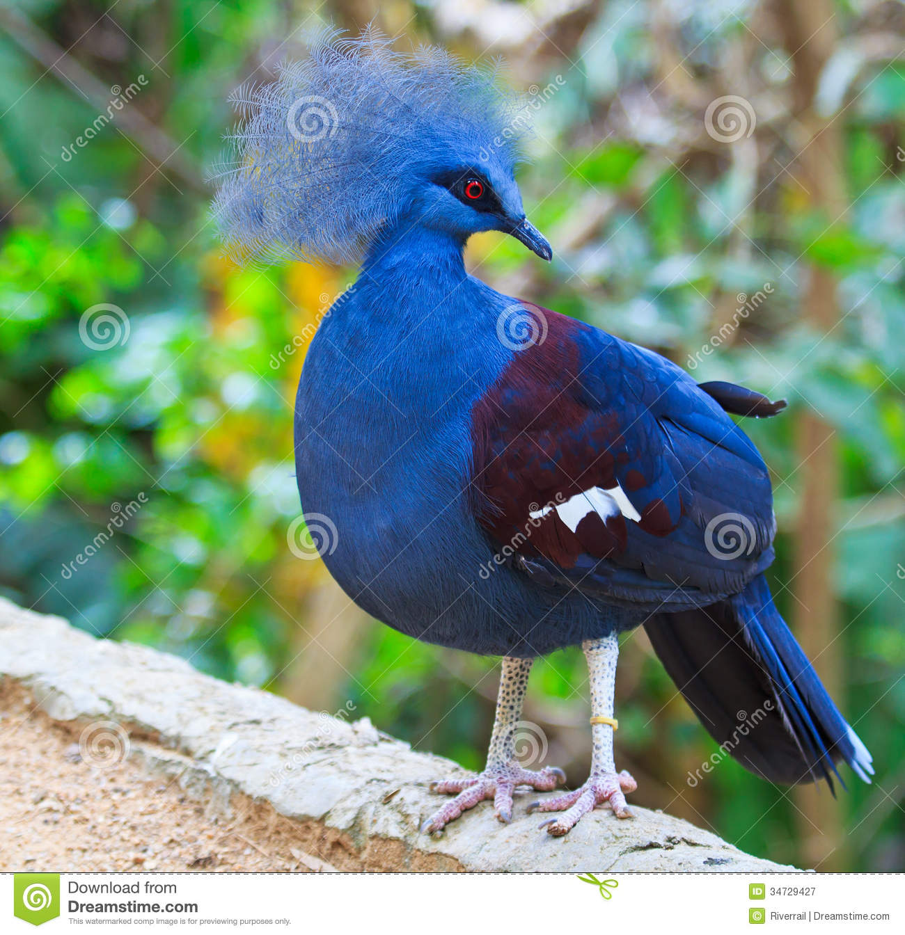 Victoria Crowned Pigeon Or Goura Victoria Royalty Free Stock.