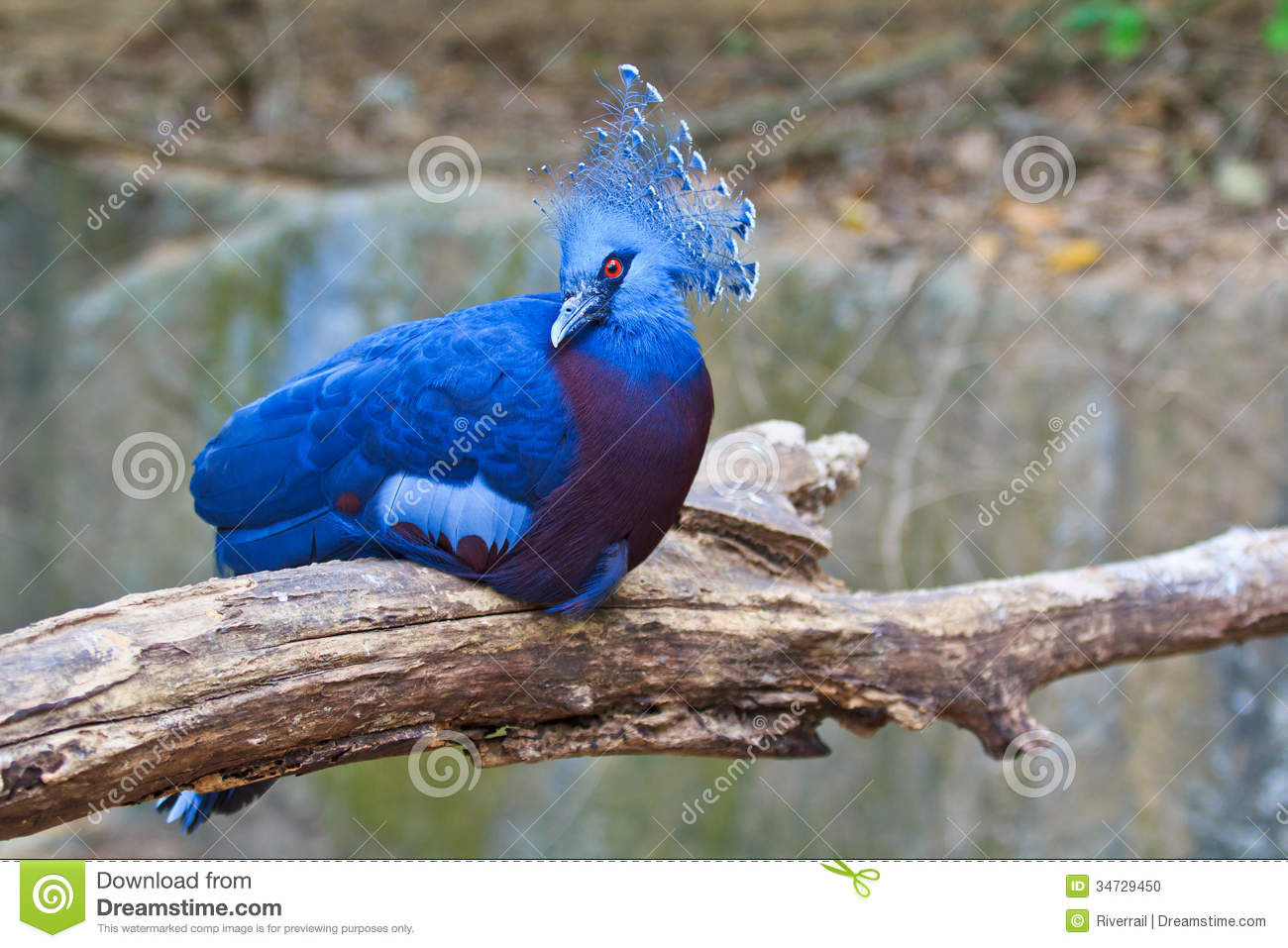 Victoria Crowned Pigeon Or Goura Victoria Stock Photo.