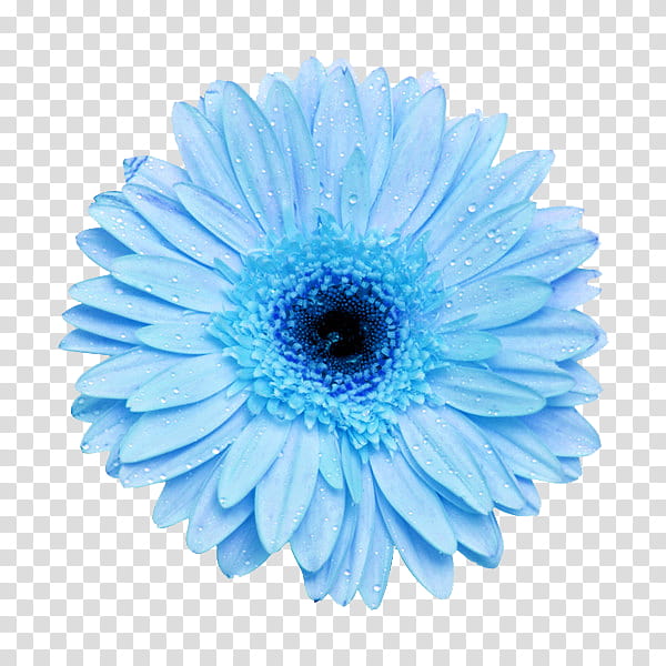 Flower power s, blue Gerbera daisy flower art transparent background.