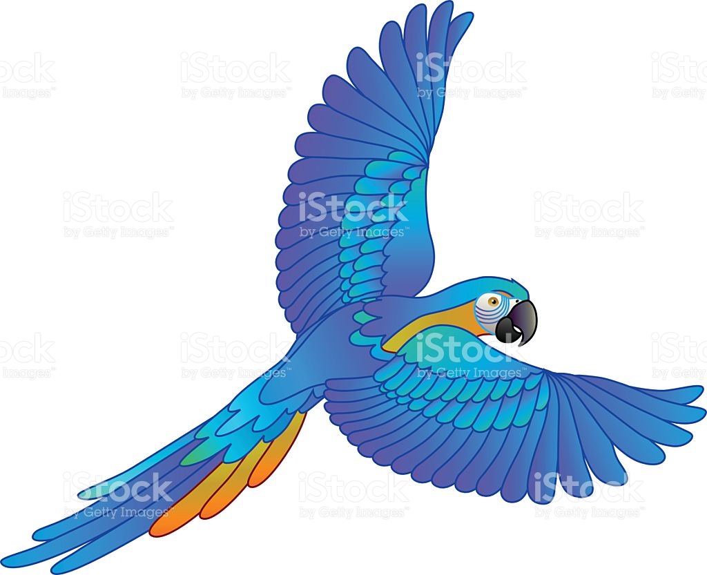 Blue gold macaw clipart 20 free Cliparts | Download images on ...