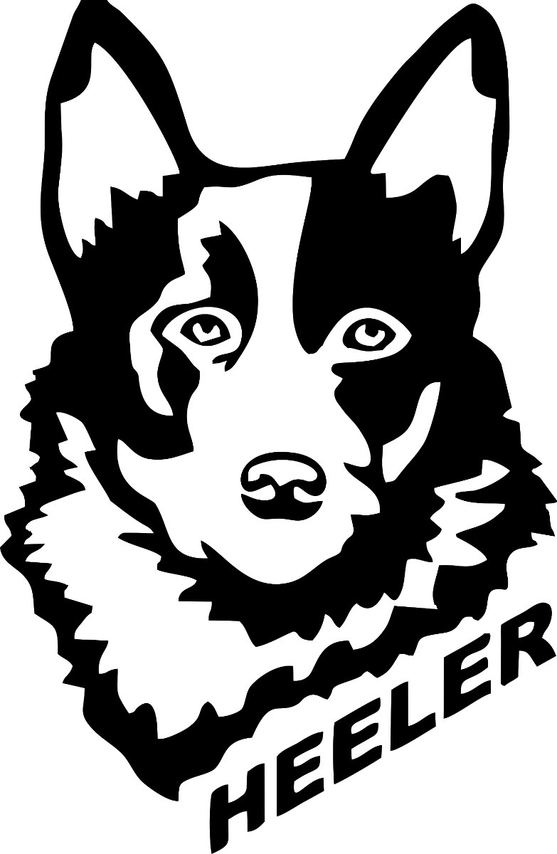 Blue Heeler Coloring Page